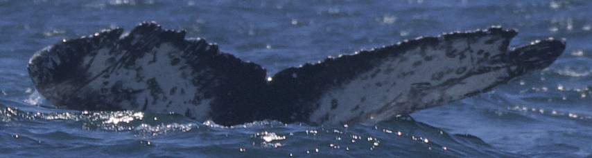 Fluke of CRC-22165