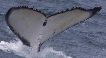 Fluke of 2023-2024 calf of CRC-15120