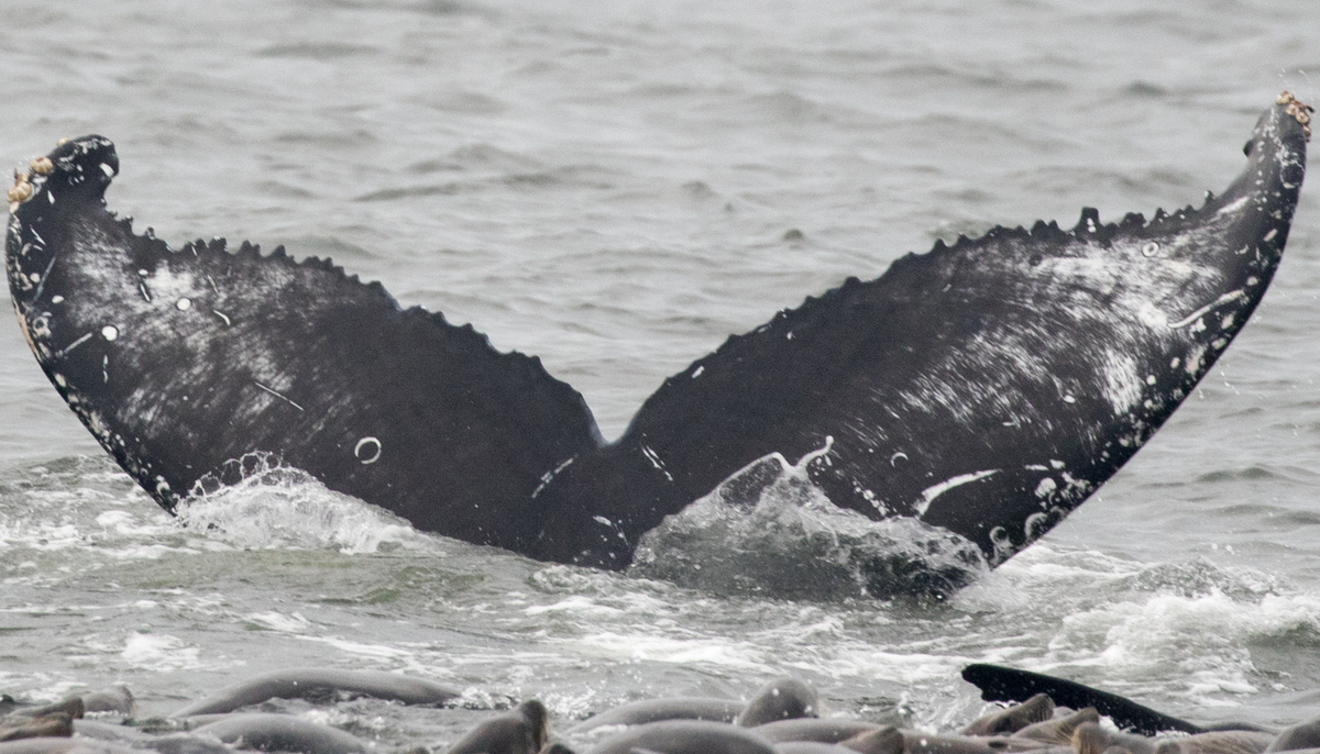 Fluke of CRC-16736