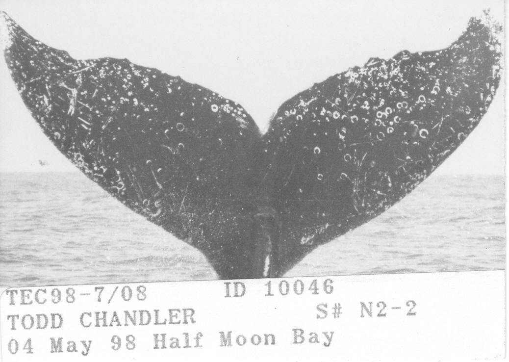 Fluke of CRC-10046