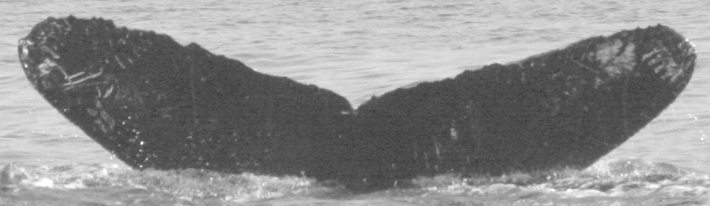 Fluke of CRC-10216