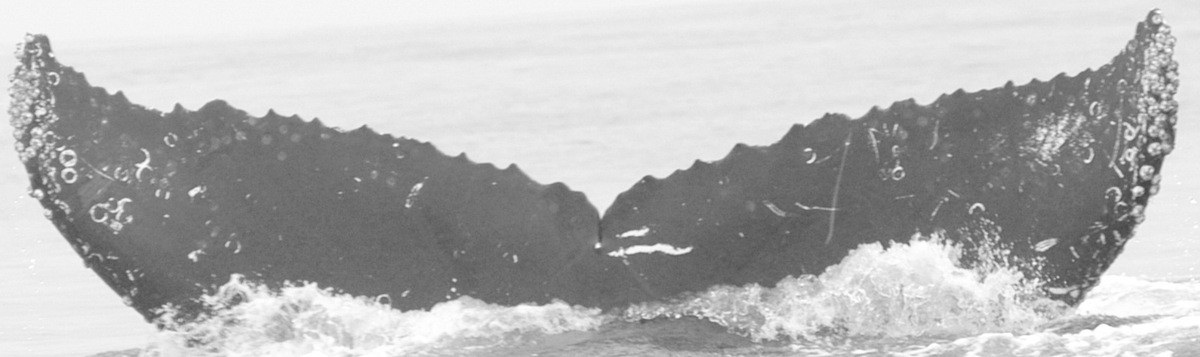 Fluke of CRC-10142
