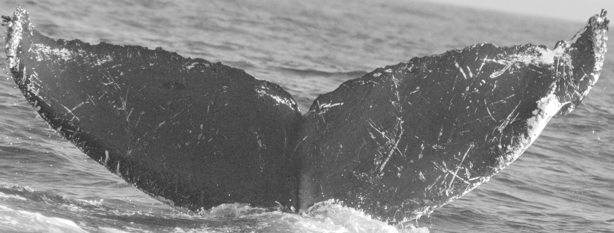 Fluke of CRC-10429