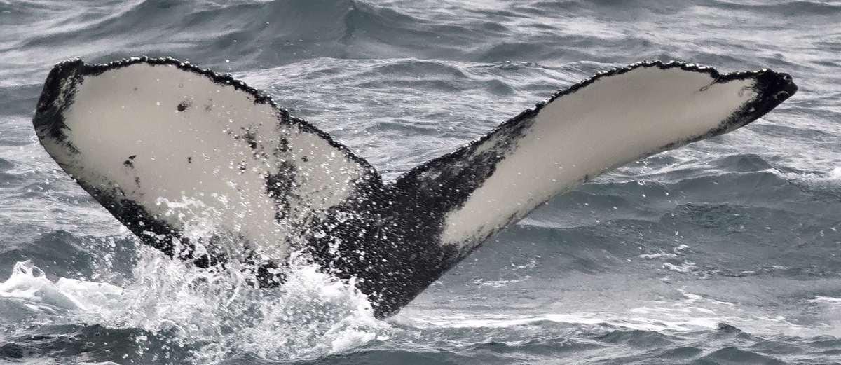Fluke of Appa (Husavik)