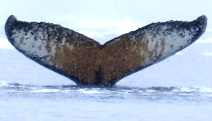 Fluke of HW-MN1300377