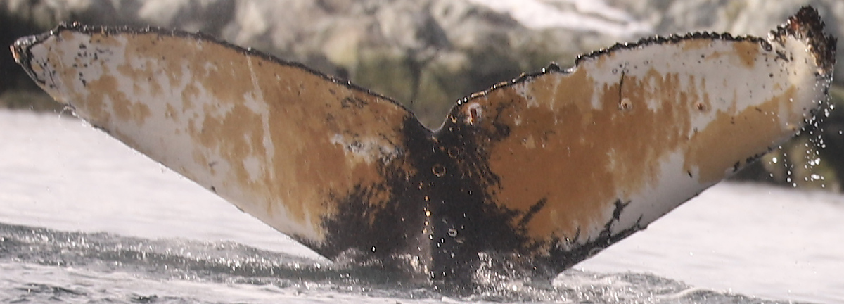 Fluke of NASC-Mn23_074_1_VER