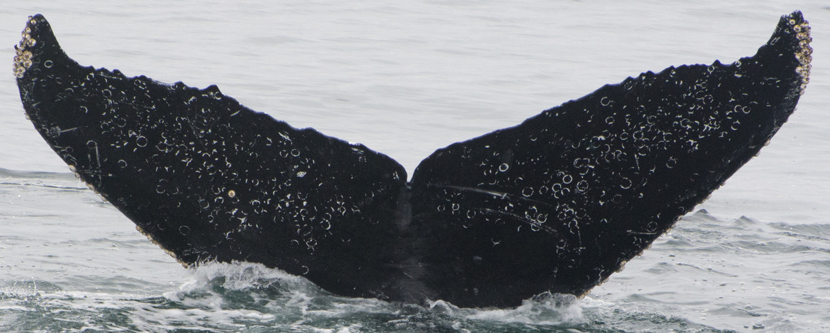 Fluke of CRC-12154