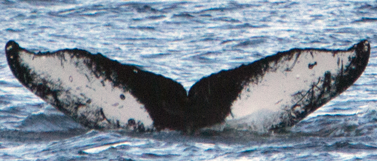Fluke of Footprints (BC)