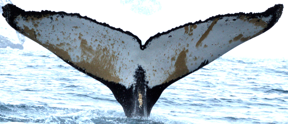 Fluke of NASC-Mn23_078_1_VER