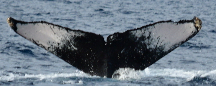 Fluke of Grumpy (California)