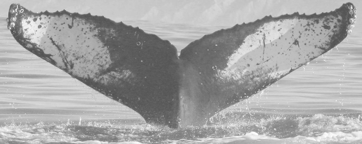 Fluke of CRC-12061