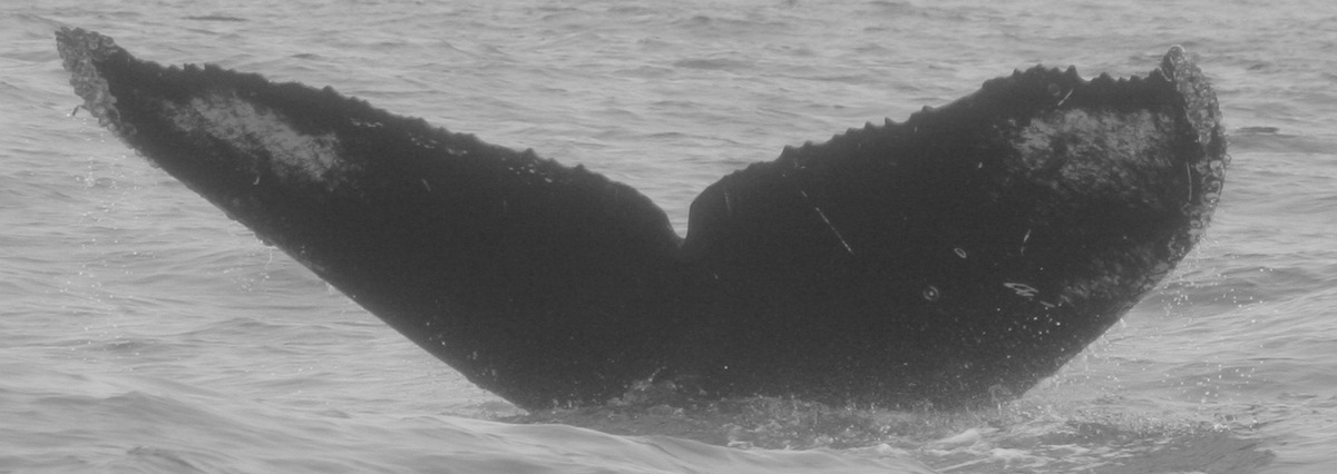Fluke of CRC-12101