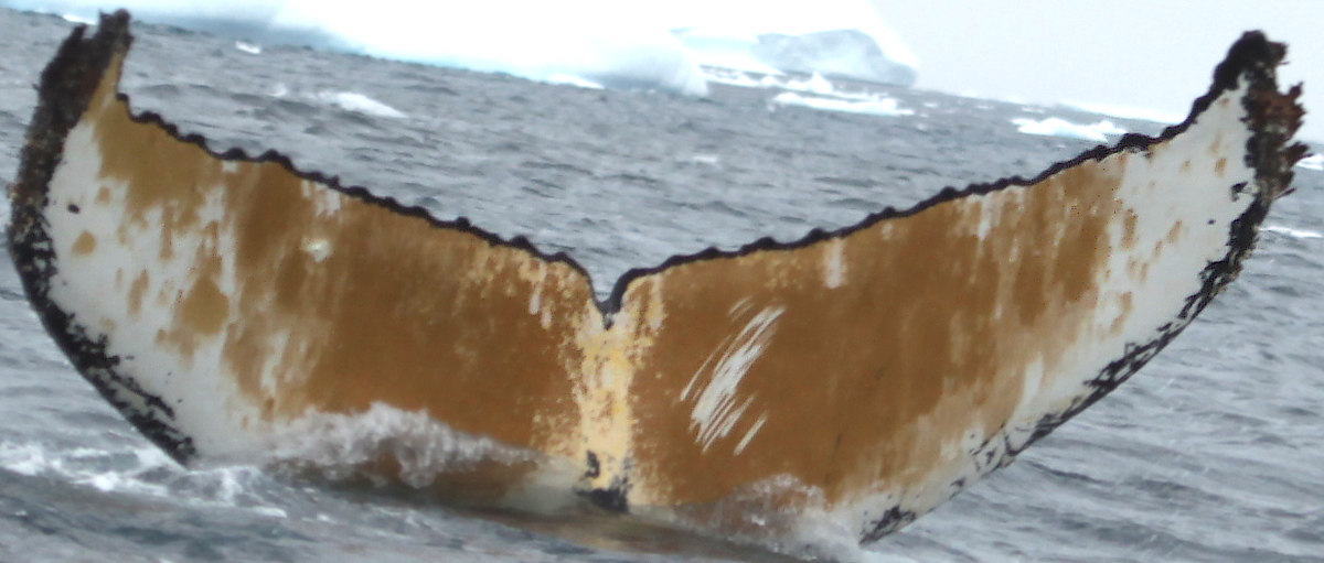 Fluke of NASC-Mn_24_068E_VER