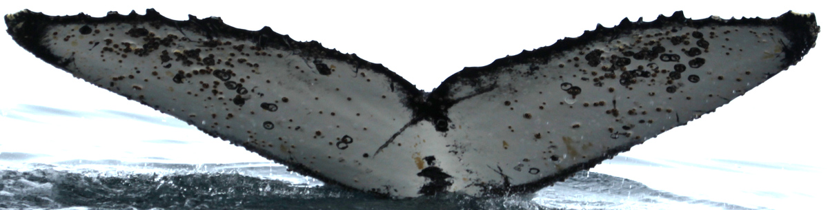 Fluke of NASC-Mn_24_069C_VER