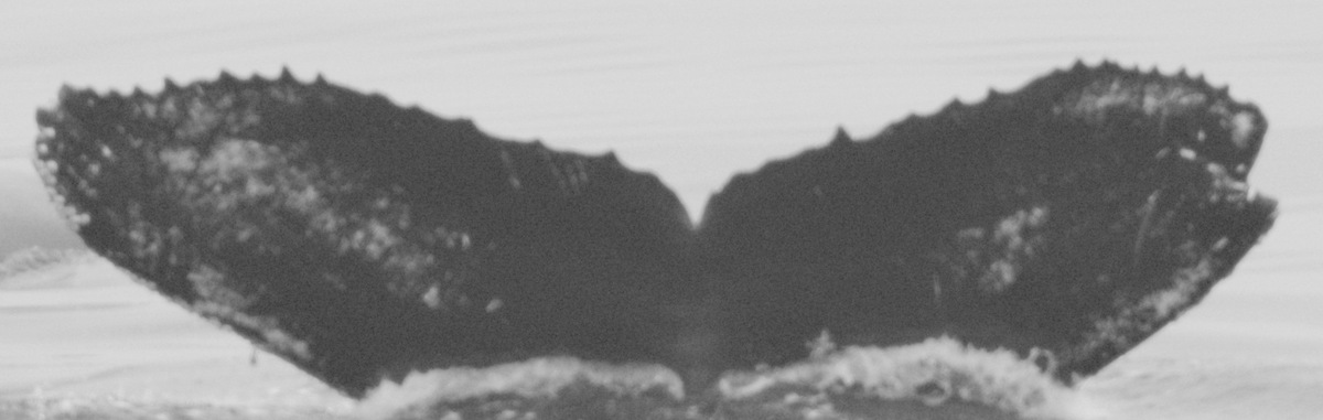 Fluke of CRC-12119