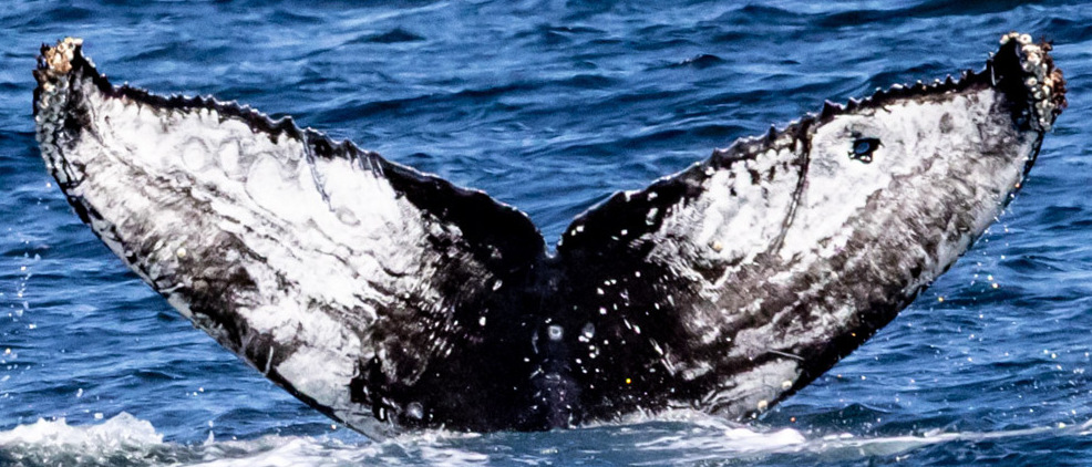 Fluke of Ulli (2024 calf of Slits)