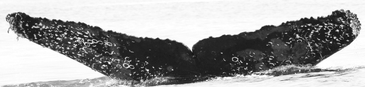Fluke of CRC-12362