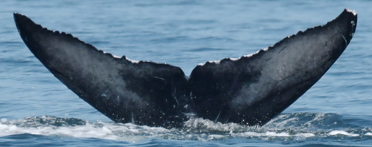 Fluke of Banya (2024 calf of Anvil)