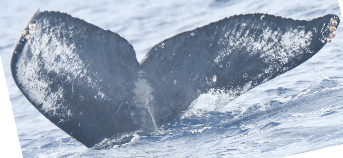 Fluke of HI24_0051