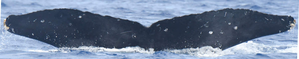 Fluke of HI24_0048