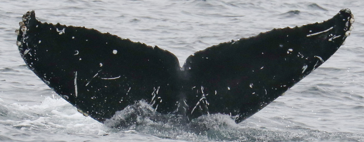 Fluke of CRC-22013