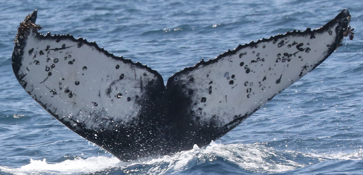 Fluke of CRC-22010
