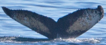 Fluke of HW-MN1300398