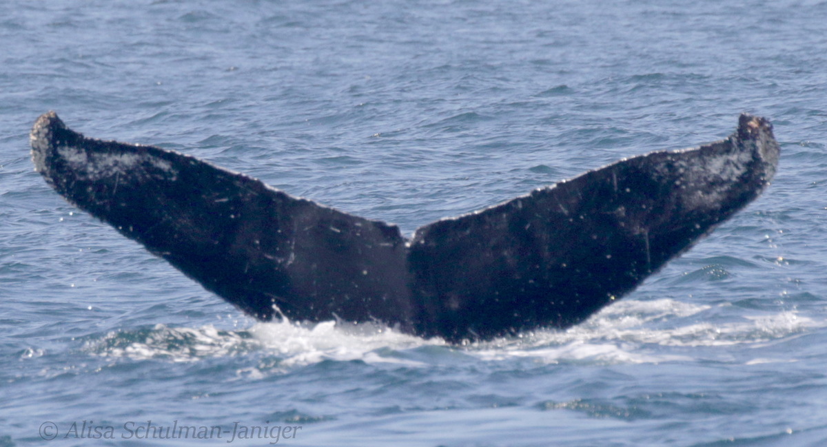 Fluke of CRC-11730