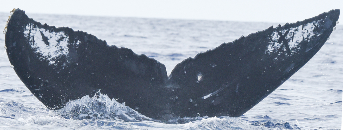 Fluke of HI24_0114