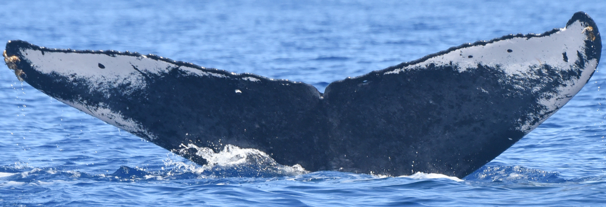 Fluke of HI24_0125