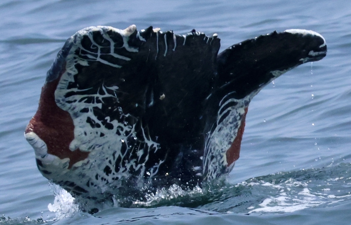 Fluke of Rocky (California)