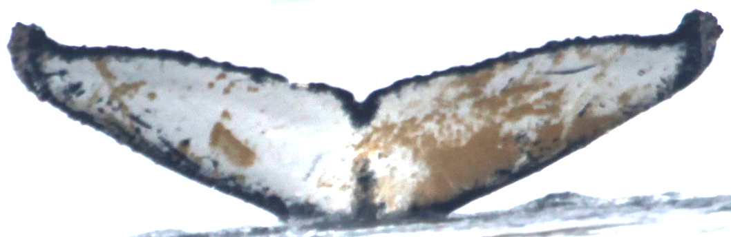 Fluke of NASC-Mn24_055_1_VER