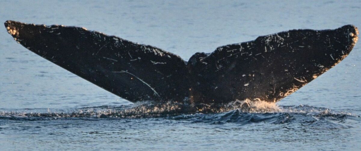 Fluke of Checky (BC)