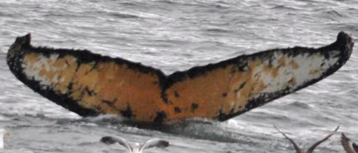 Fluke of HW-MN1300529