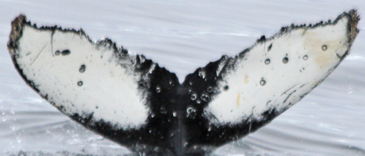 Fluke of Super Mario (Antarctica)
