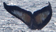 Fluke of HW-MN1300550