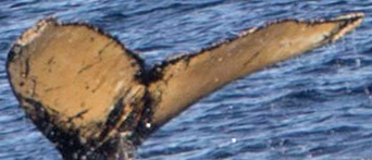 Fluke of PAN-1986