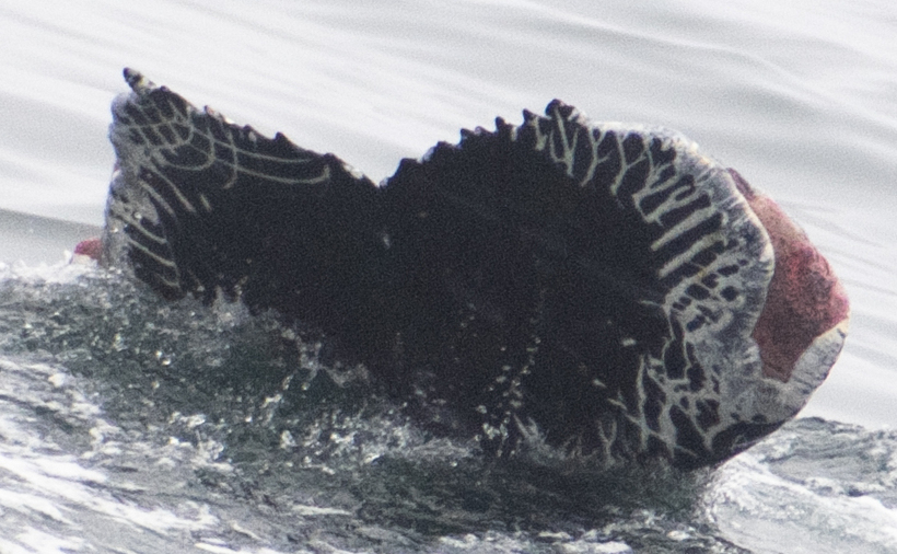 Fluke of Faux Gun (2023-2024 calf of CRC-17853)