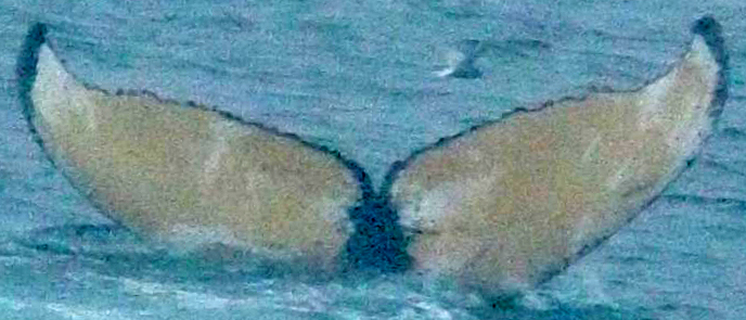 Fluke of HW-MN1300538