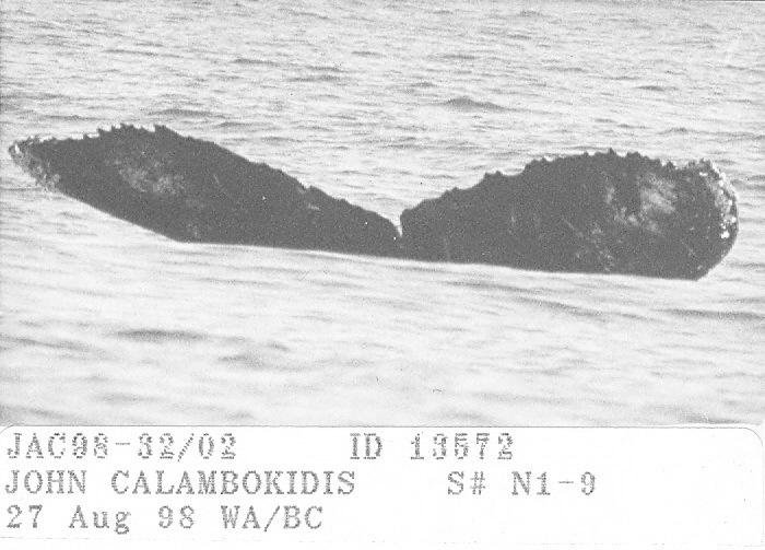 Fluke of CRC-13572