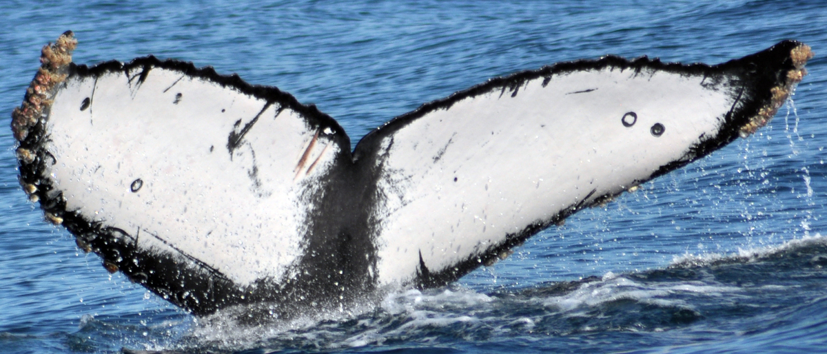 Fluke of CRC-16893