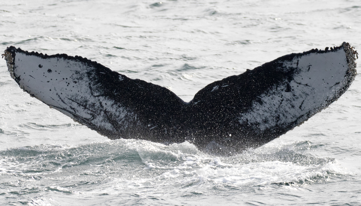 Fluke of CRC-16481