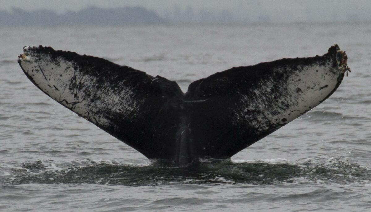Fluke of CRC-16457
