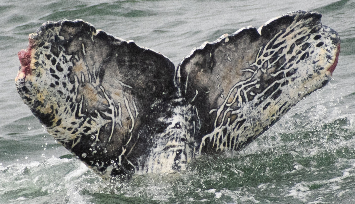 Fluke of 2023-2024 calf of HW-MN0503411