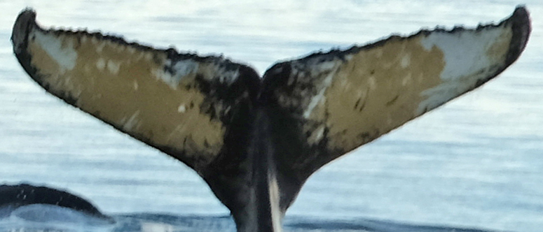 Fluke of Cú Chulainn (Antarctica)