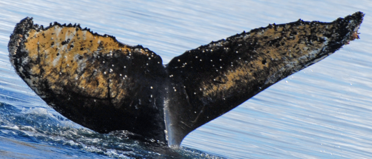 Fluke of Tica (Antarctica)