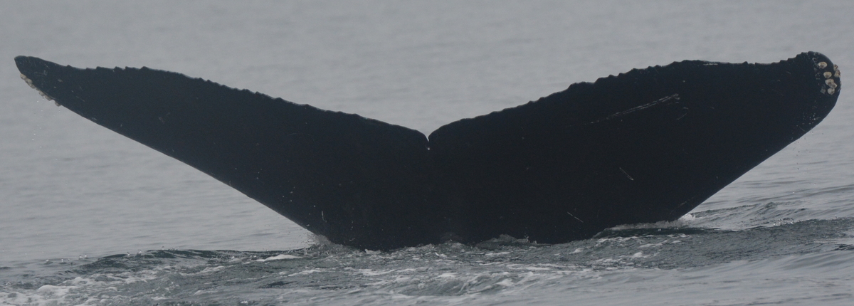 Fluke of Oumuamua (Salish Sea)