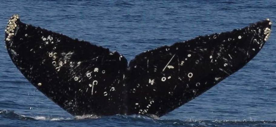 Fluke of Shepherd (Salish Sea)