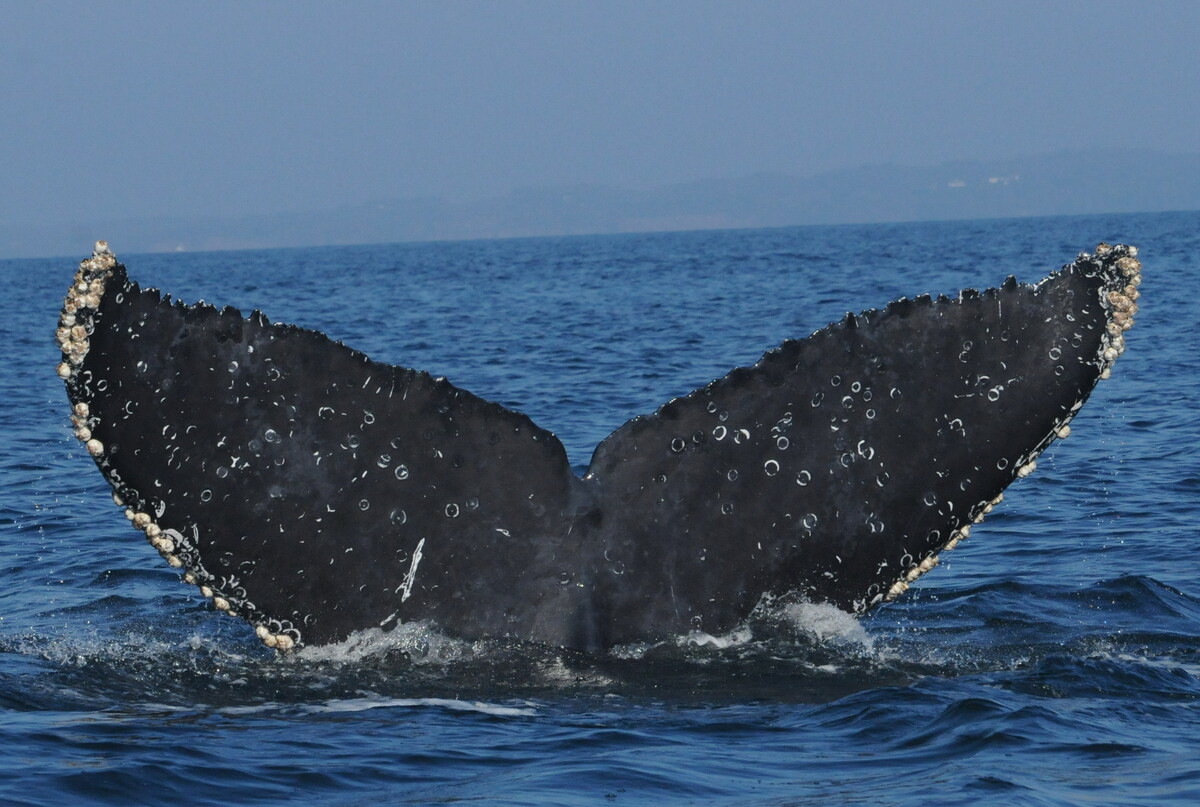 Fluke of Swift (Salish Sea)