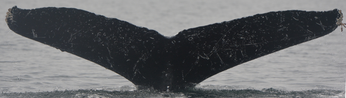 Fluke of Mantis (Salish Sea)